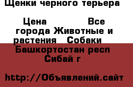 Щенки черного терьера › Цена ­ 35 000 - Все города Животные и растения » Собаки   . Башкортостан респ.,Сибай г.